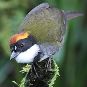 Chestnut-capped Brush Finch