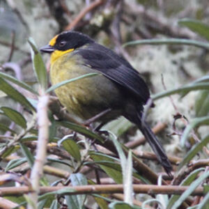Pale-naped Brush Finch