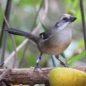 Pale-headed Brush Finch