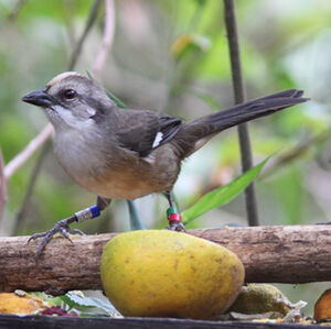 Pale-headed Brush Finch