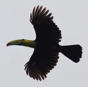 Keel-billed Toucan