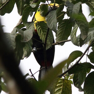 Chestnut-mandibled Toucan