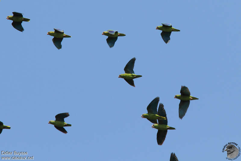Cobalt-winged Parakeet, Flight