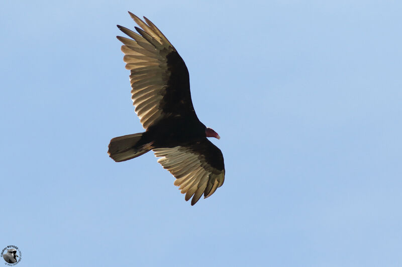Turkey Vultureadult, Flight
