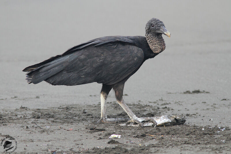 Black Vultureadult, identification, feeding habits