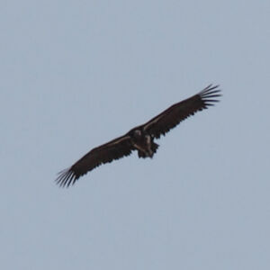 Lappet-faced Vulture