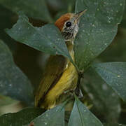 Rufous-crowned Greenlet