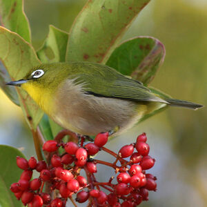 Japanese White-eye