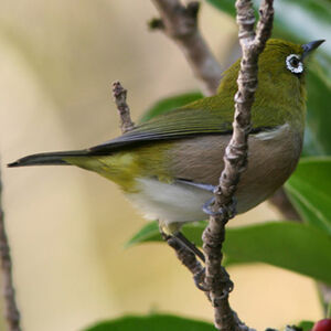 Japanese White-eye