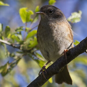 Dunnock 
&copy; Didier Collin