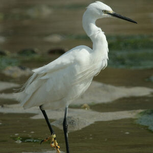 Aigrette garzette 
&copy; Didier Collin