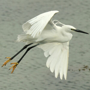 Aigrette garzette 
&copy; Didier Collin