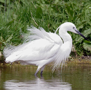 Aigrette garzette 
&copy; Didier Collin