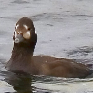 Arlequin plongeur
