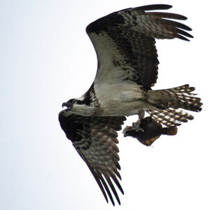 Western Osprey 
&copy; Didier Collin