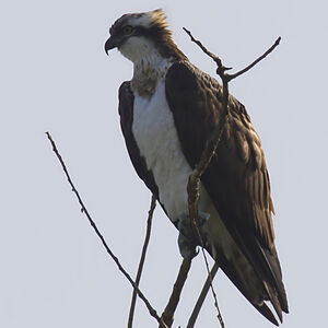 Western Osprey 
&copy; Didier Collin
