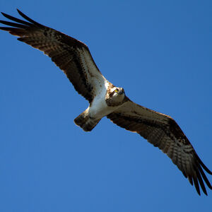 Western Osprey 
&copy; Didier Collin
