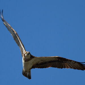 Western Osprey 
&copy; Didier Collin