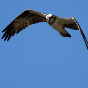 Western Osprey 
&copy; Didier Collin