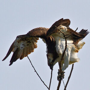 Western Osprey 
&copy; Didier Collin