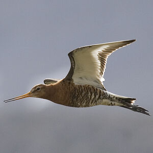 Barge à queue noire