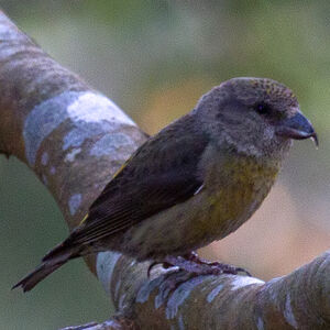 Red Crossbill 
&copy; Didier Collin