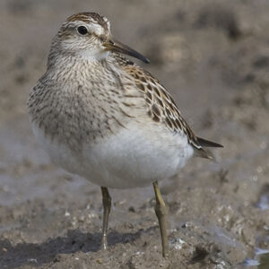 Pectoral Sandpiper 
&copy; Didier Collin