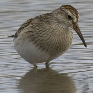 Pectoral Sandpiper 
&copy; Didier Collin