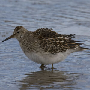 Pectoral Sandpiper 
&copy; Didier Collin