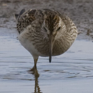 Pectoral Sandpiper 
&copy; Didier Collin