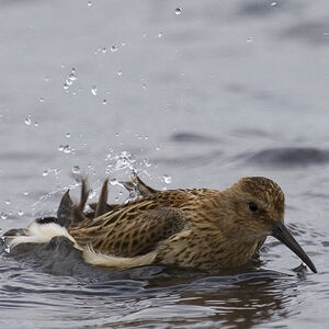 Bécasseau variable