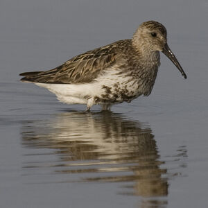 Bécasseau variable