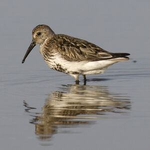 B�casseau variable 
&copy; Didier Collin