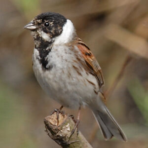 Bruant des roseaux 
&copy; Didier Collin