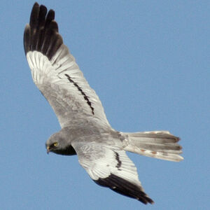 Montagu's Harrier