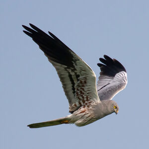 Montagu's Harrier