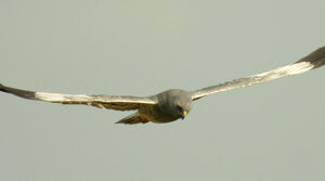 Montagu's Harrier