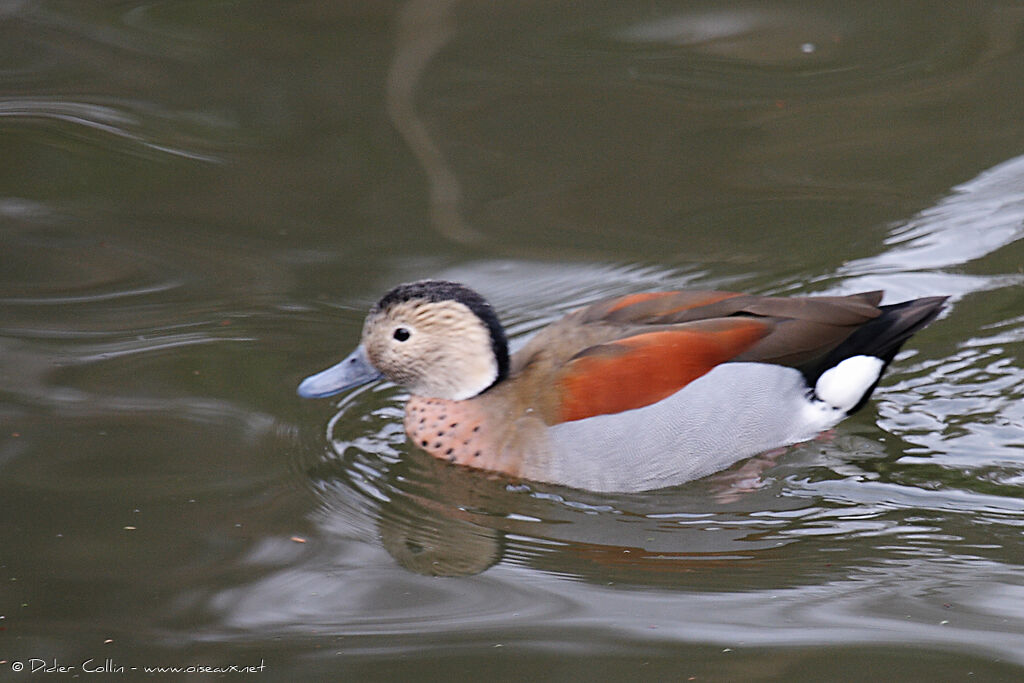 Ringed Teal, identification