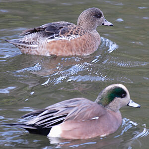 Canard � front blanc 
&copy; Didier Collin