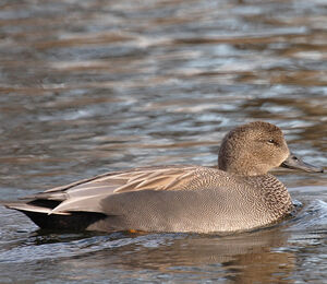 Canard chipeau 
&copy; Didier Collin