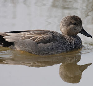 Canard chipeau 
&copy; Didier Collin