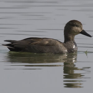 Canard chipeau 
&copy; Didier Collin