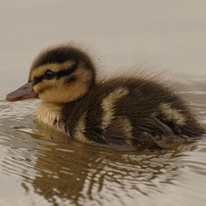 Mallard