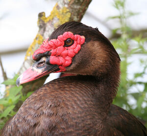 Canard musqu�