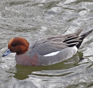 Canard siffleur 
&copy; Didier Collin