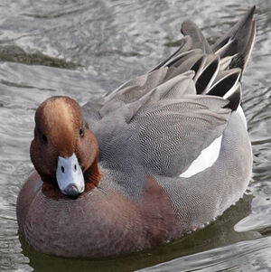 Canard siffleur 
&copy; Didier Collin