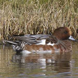 Canard siffleur 
&copy; Didier Collin