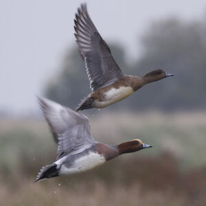Canard siffleur 
&copy; Didier Collin