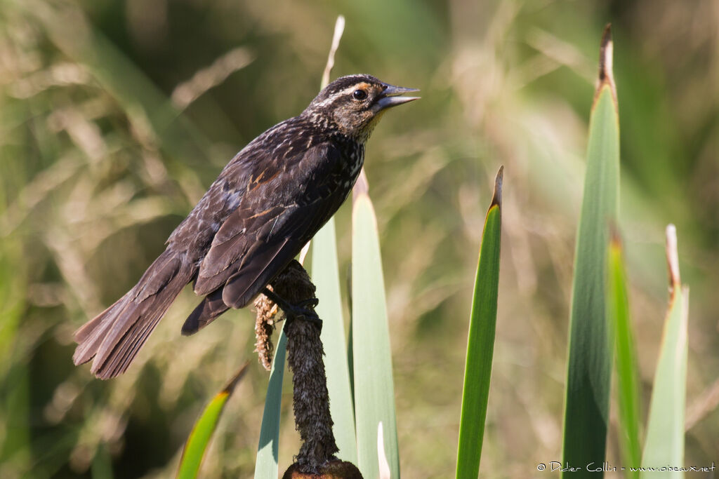 Red-winged Blackbird female adult, identification