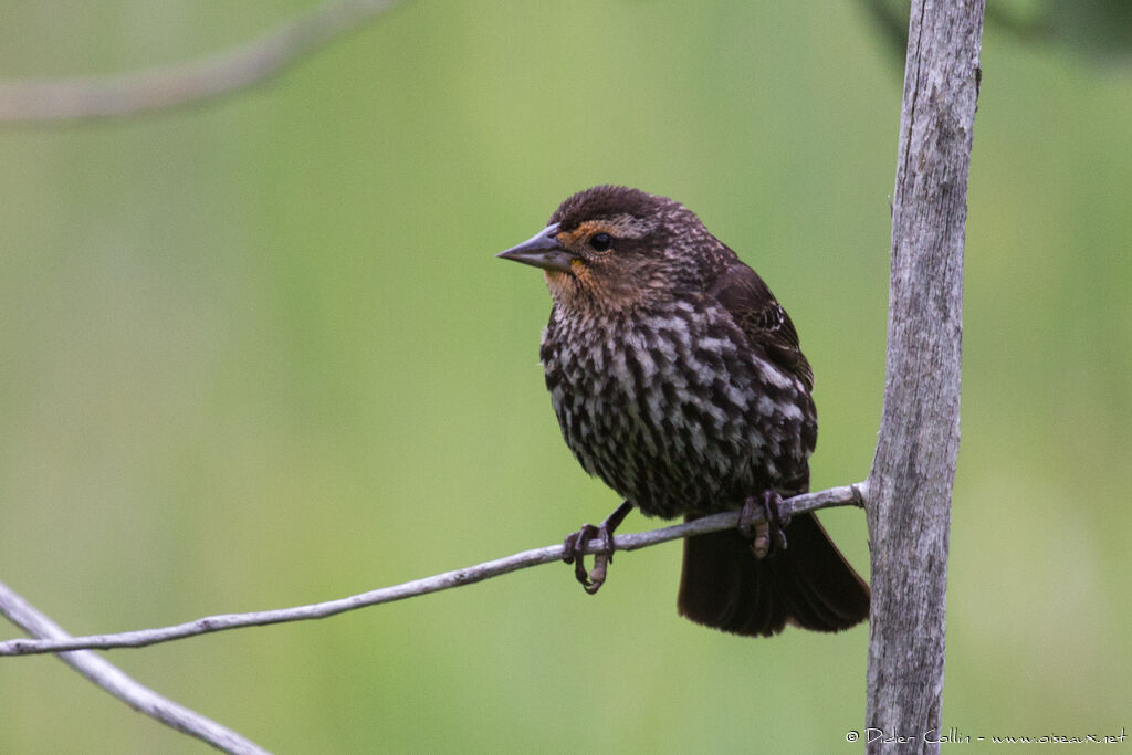 Red-winged Blackbirdjuvenile, identification